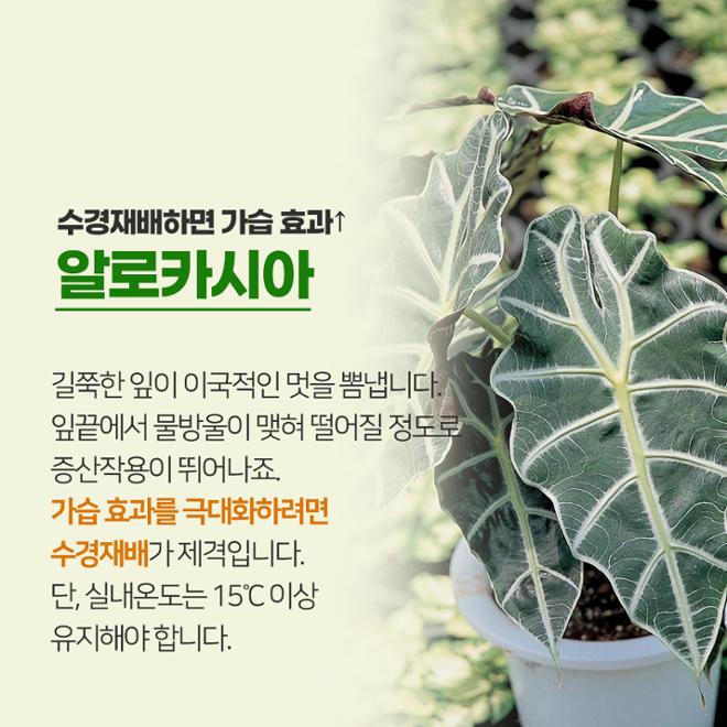 [카드뉴스] 풀 옵션 