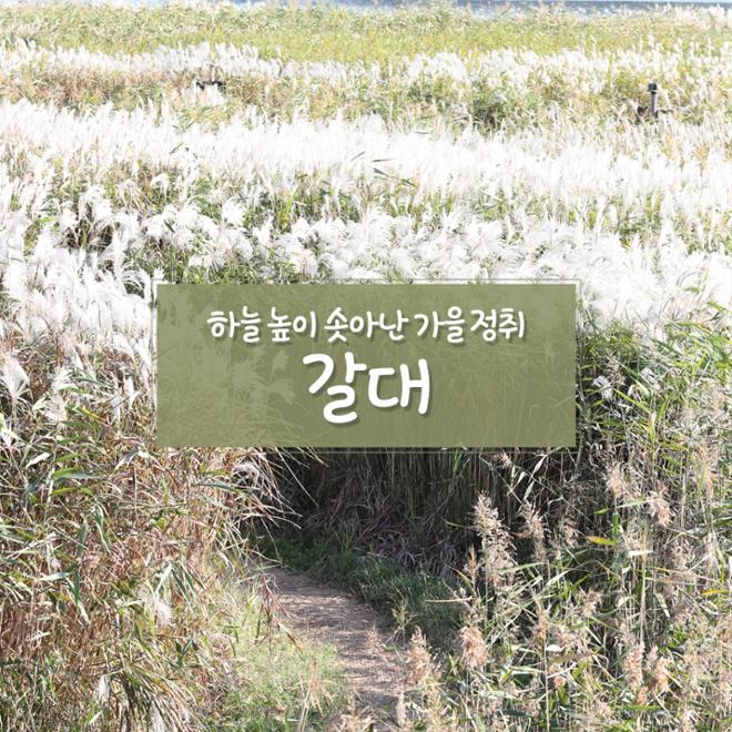 [카드뉴스] 울긋불긋 4색 매력 컬러풀 가을여행 