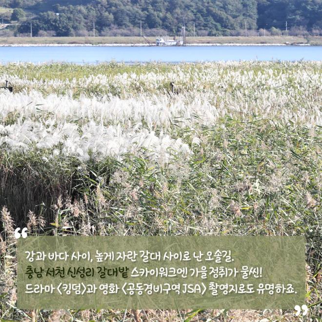 [카드뉴스] 울긋불긋 4색 매력 컬러풀 가을여행 