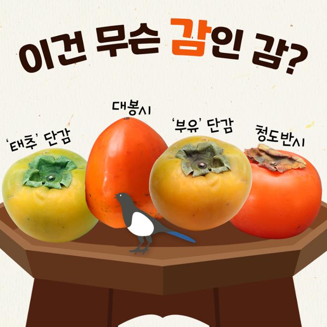 [카드뉴스] 맛대맛 - 홍시 vs. 단감 
