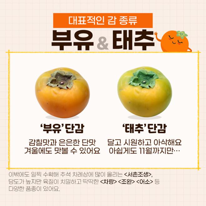 [카드뉴스] 맛대맛 - 홍시 vs. 단감 