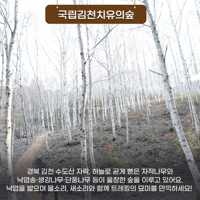 [카드뉴스] 숲길 따라 물길 따라 가을 산책길 6 