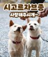[카드뉴스] 친근한 외모에 구수한 매력 ‘시고르자브종’ 이미지
