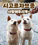 [카드뉴스] 친근한 외모에 구수한 매력 ‘시고르자브종’ 이미지