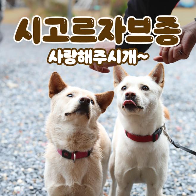 [카드뉴스] 친근한 외모에 구수한 매력 ‘시고르자브종’ 