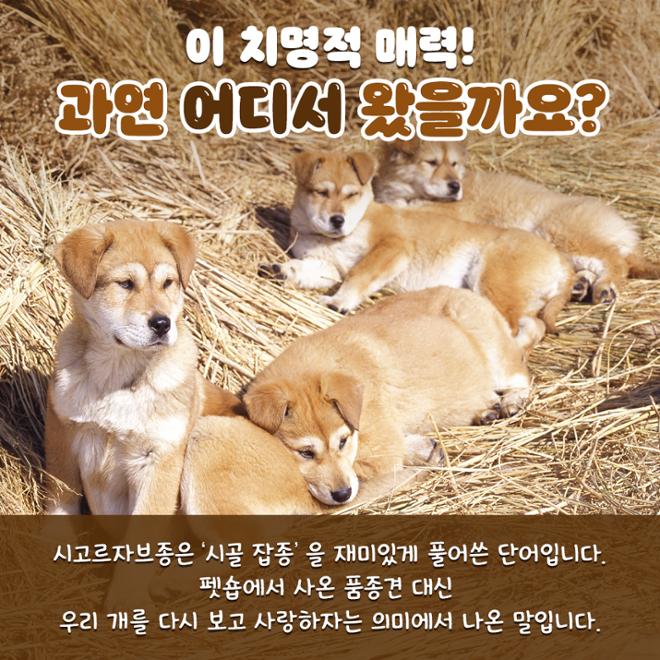 [카드뉴스] 친근한 외모에 구수한 매력 ‘시고르자브종’ 