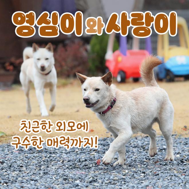[카드뉴스] 친근한 외모에 구수한 매력 ‘시고르자브종’ 
