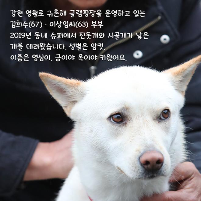 [카드뉴스] 친근한 외모에 구수한 매력 ‘시고르자브종’ 