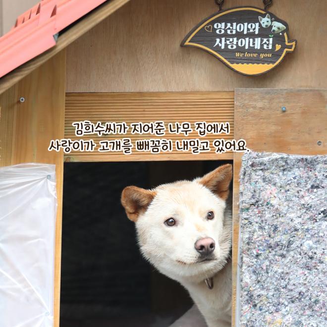 [카드뉴스] 친근한 외모에 구수한 매력 ‘시고르자브종’ 