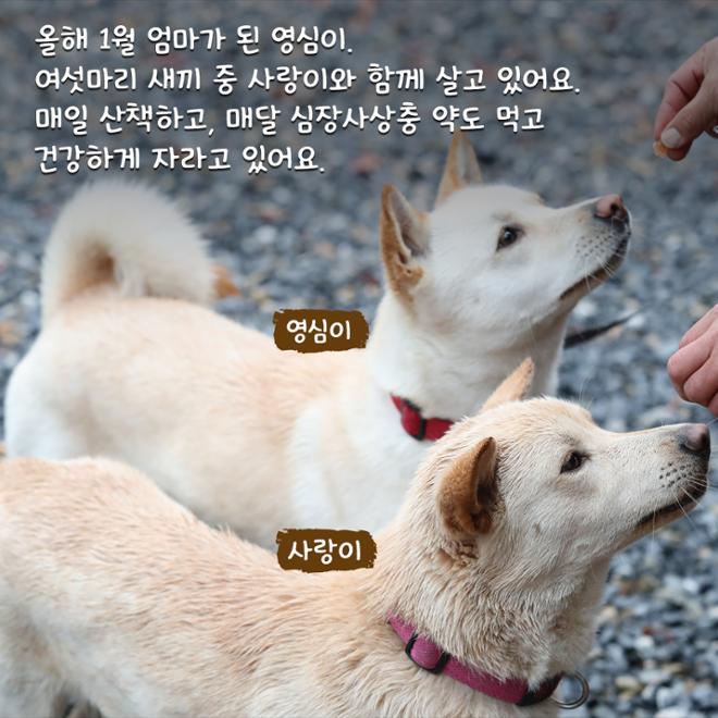 [카드뉴스] 친근한 외모에 구수한 매력 ‘시고르자브종’ 