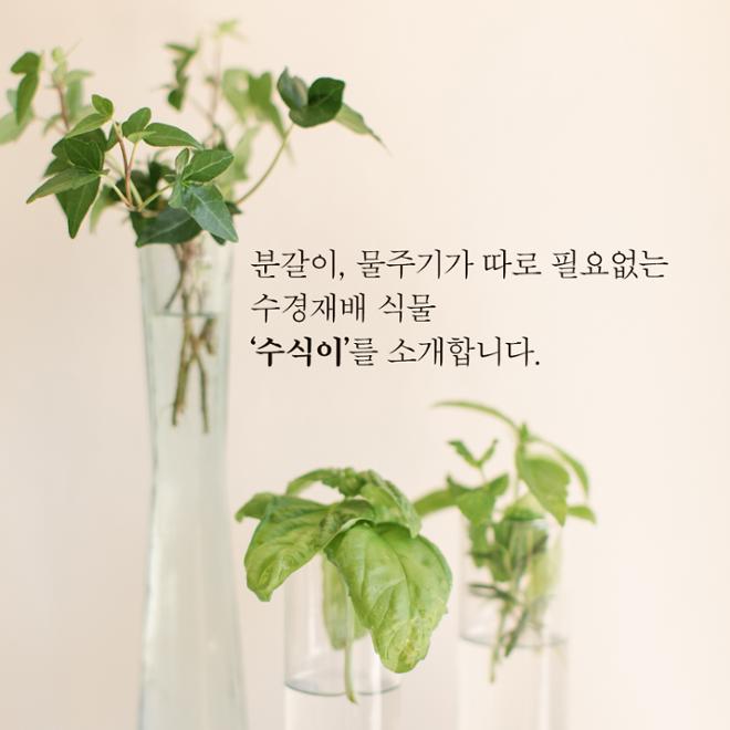 [카드뉴스] 우리집 ‘수식이’와 슬기로운 원예생활 