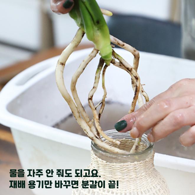 [카드뉴스] 우리집 ‘수식이’와 슬기로운 원예생활 