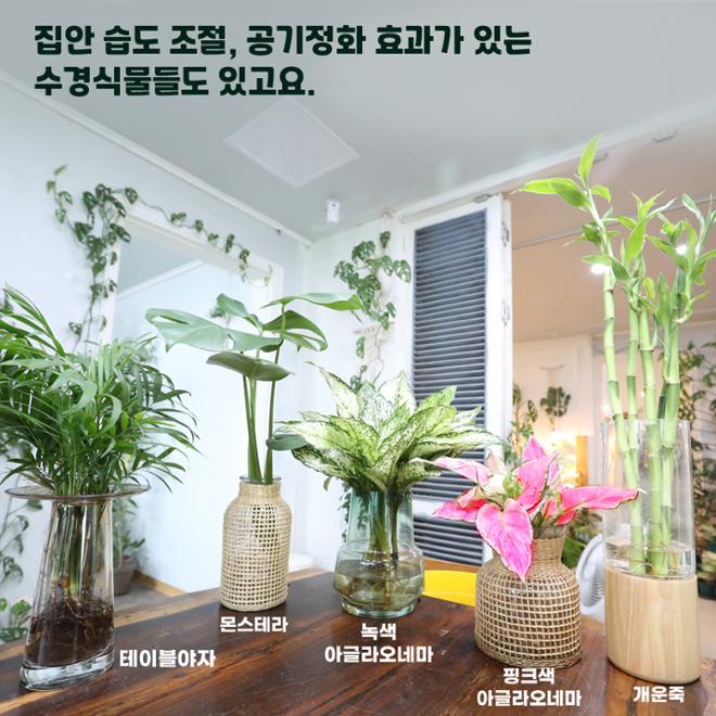 [카드뉴스] 우리집 ‘수식이’와 슬기로운 원예생활 