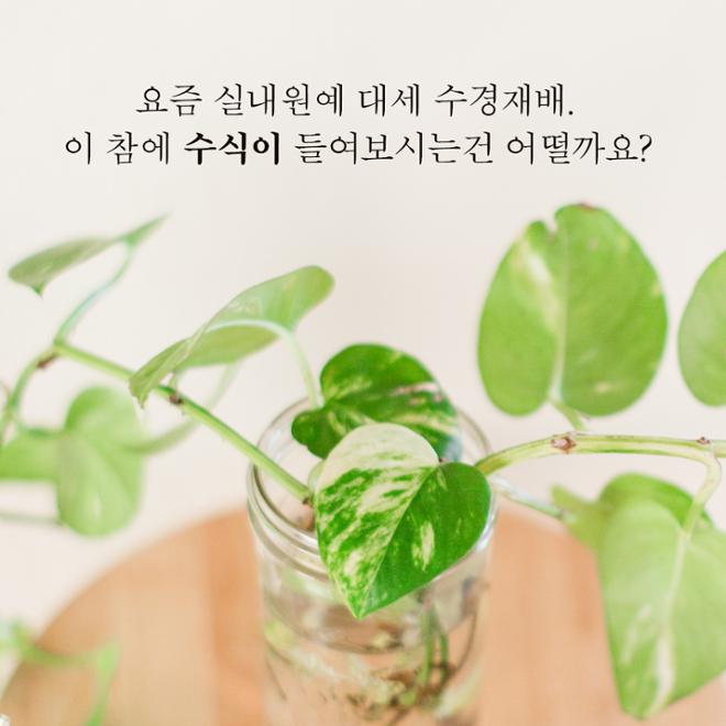 [카드뉴스] 우리집 ‘수식이’와 슬기로운 원예생활 