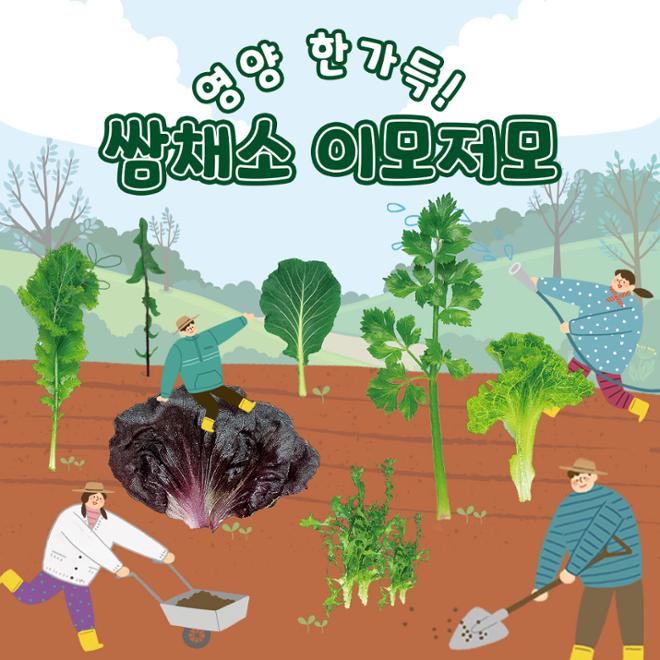 [카드뉴스] 영양 한가득! 쌈채소 이모저모 
