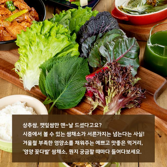 [카드뉴스] 영양 한가득! 쌈채소 이모저모 