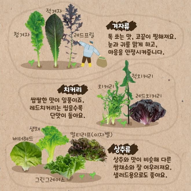 [카드뉴스] 영양 한가득! 쌈채소 이모저모 
