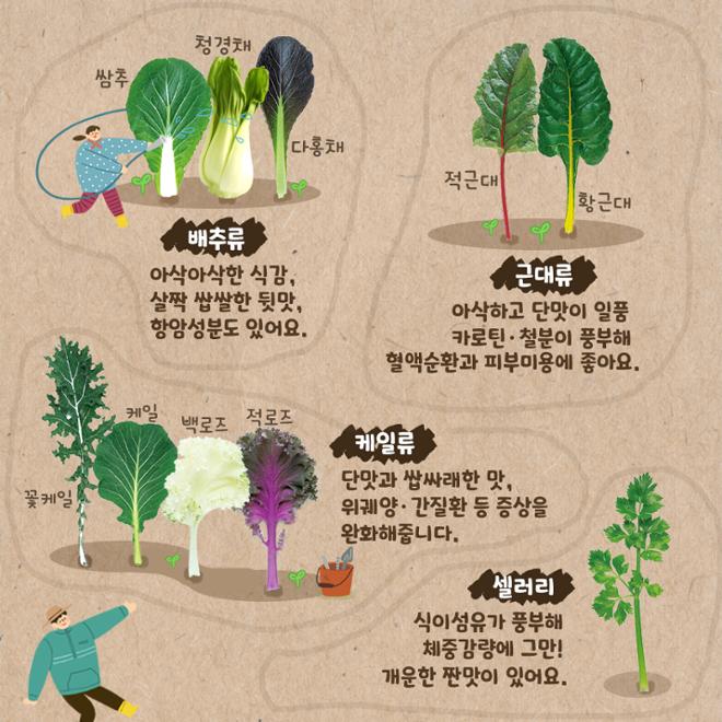 [카드뉴스] 영양 한가득! 쌈채소 이모저모 