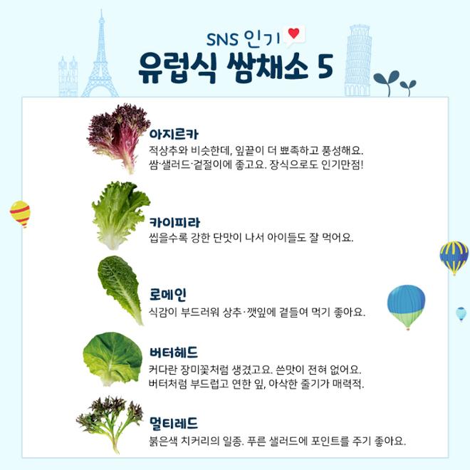 [카드뉴스] 영양 한가득! 쌈채소 이모저모 
