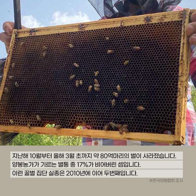 [카드뉴스] 꿀벌에겐 무슨 일이 생긴 걸까?  