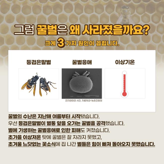 [카드뉴스] 꿀벌에겐 무슨 일이 생긴 걸까?  