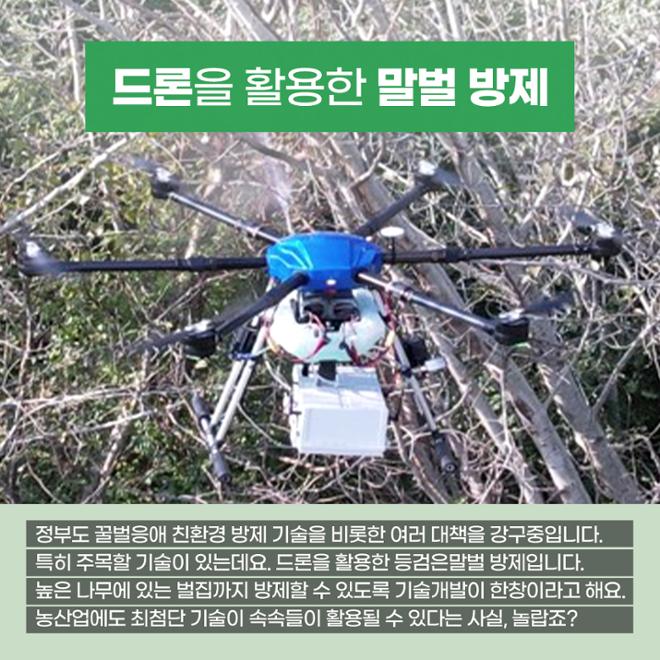 [카드뉴스] 꿀벌에겐 무슨 일이 생긴 걸까?  