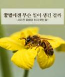 [카드뉴스] 꿀벌에겐 무슨 일이 생긴 걸까?  이미지
