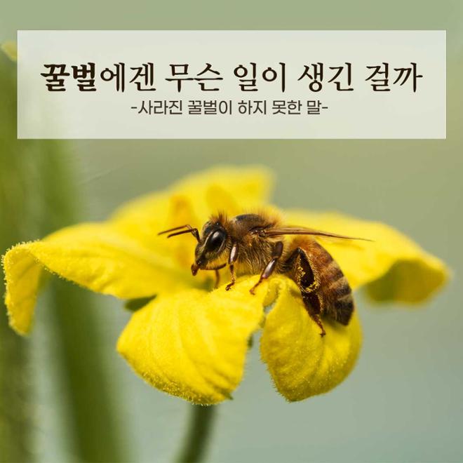 [카드뉴스] 꿀벌에겐 무슨 일이 생긴 걸까?  