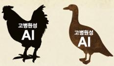 해남·안성 가금농장서 고병원성 AI 확진 이미지